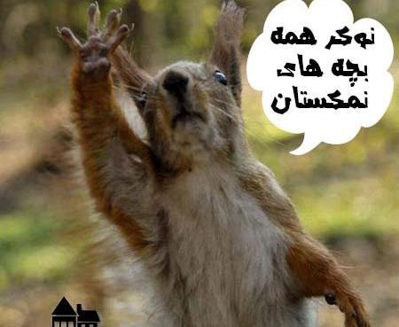 عکس لاتی حیوانات