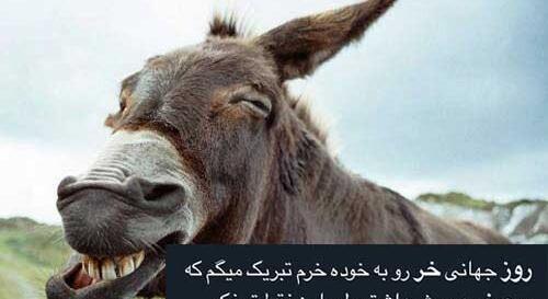 عکس لاتی حیوانات
