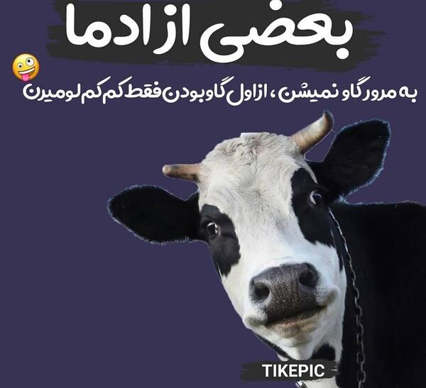عکس خنده دار گاو