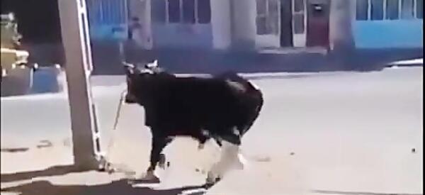 عکس خنده دار گاو