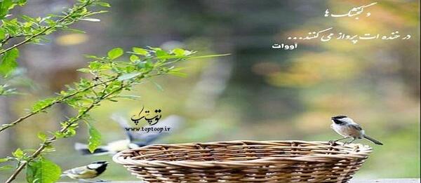 عکس نوشته گنجشک زیر باران