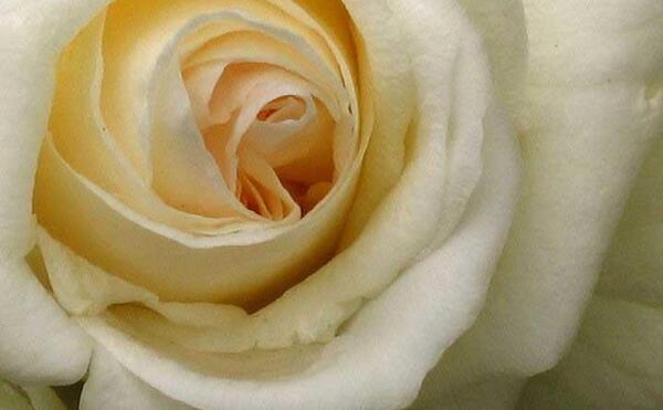 عکس گل رز کرمی