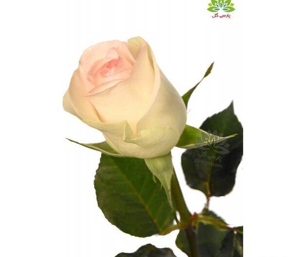 عکس گل رز کرمی