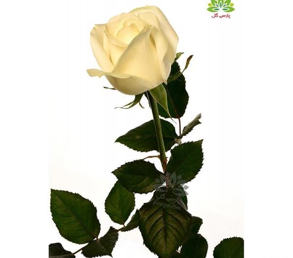 عکس گل رز کرمی