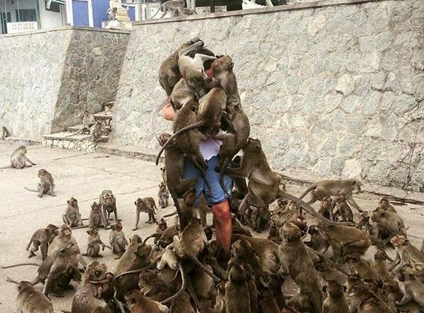 عکس حمله میمون ها