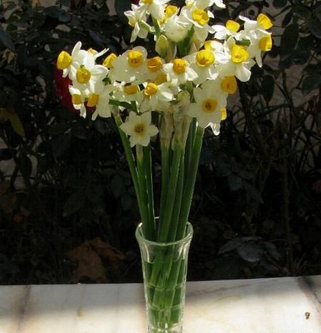 عکس گل نرگس واسه پروفایل