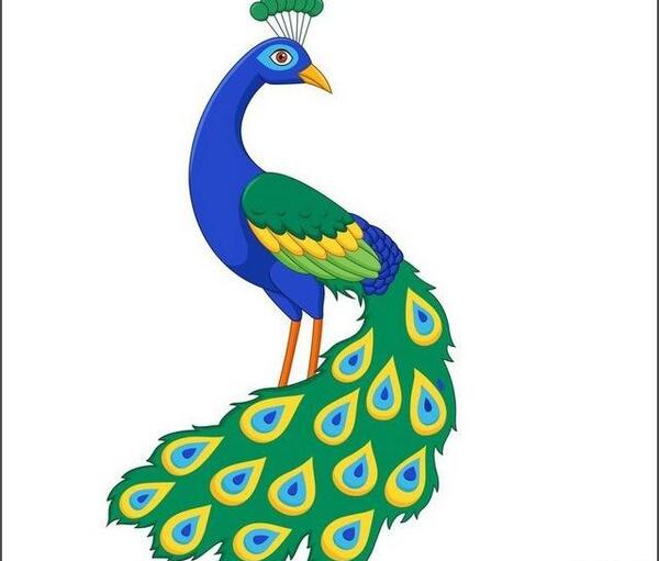 عکس طاووس ساده