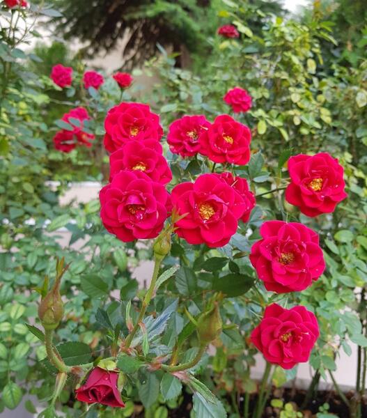عکسهای گل ساناز