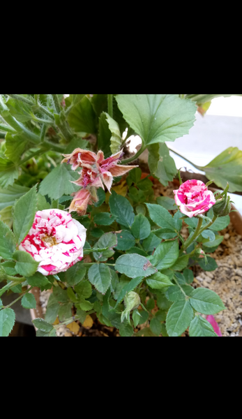 عکسهای گل ساناز