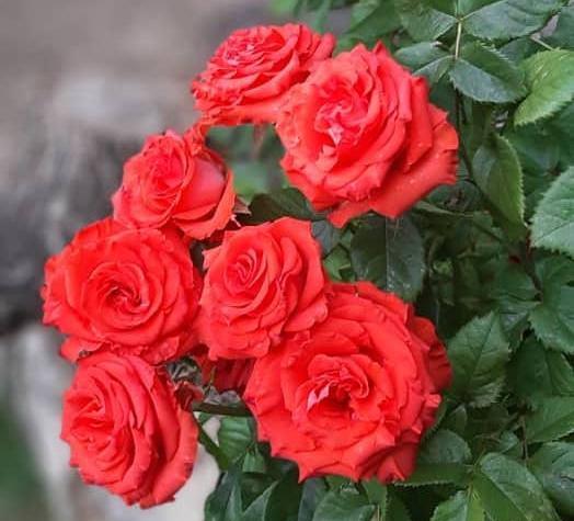 عکس تصاویر گل رز چینی