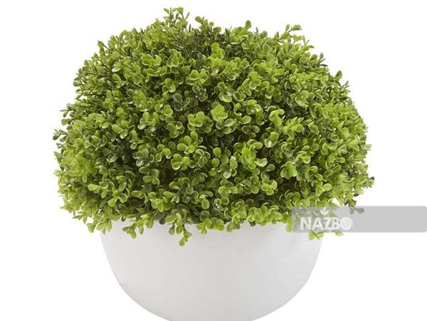 عکس گل چمن عروس