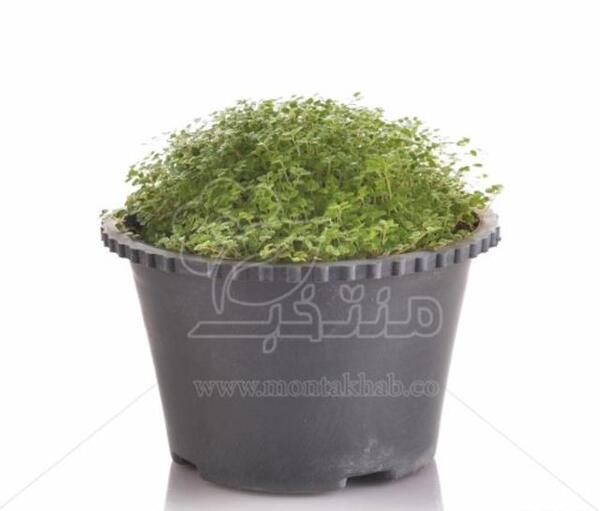 عکس گل چمن عروس