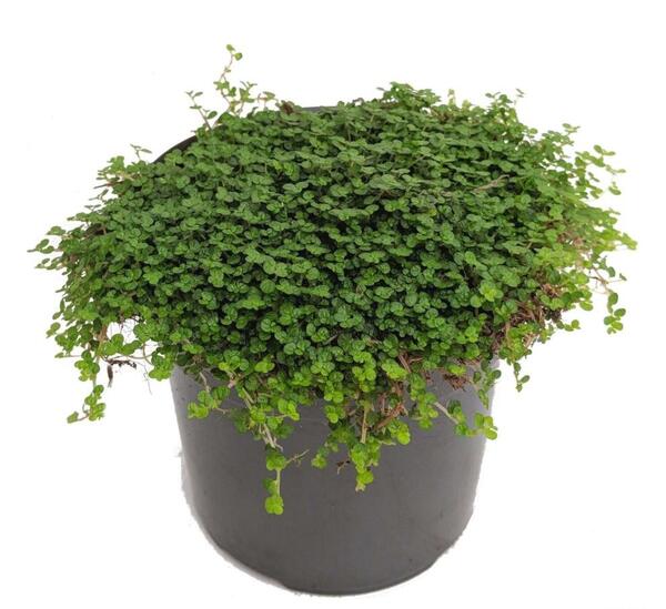 عکس گل چمن عروس
