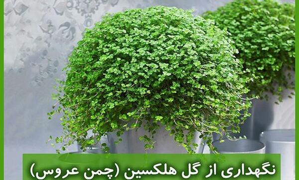 عکس گل چمن عروس