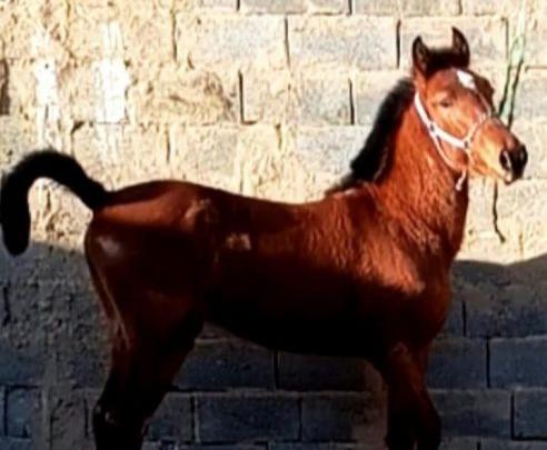 عکس اسب تیام لرستان