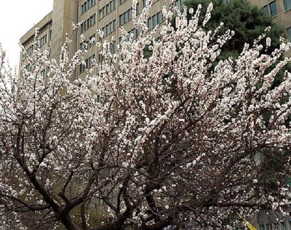 عکس بهار تهران