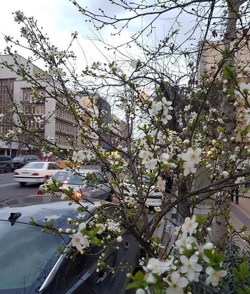 عکس بهار تهران