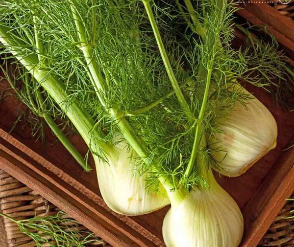 عکس سبزی رازیانه