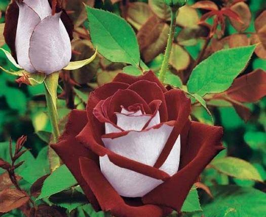 عکس سفید با حاشیه