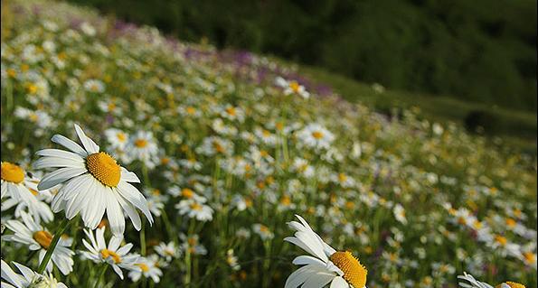 عکس بهار گردنه حیران