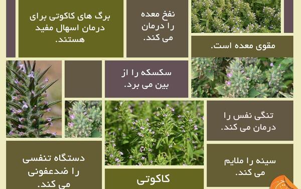 عکس نوشته آویشن