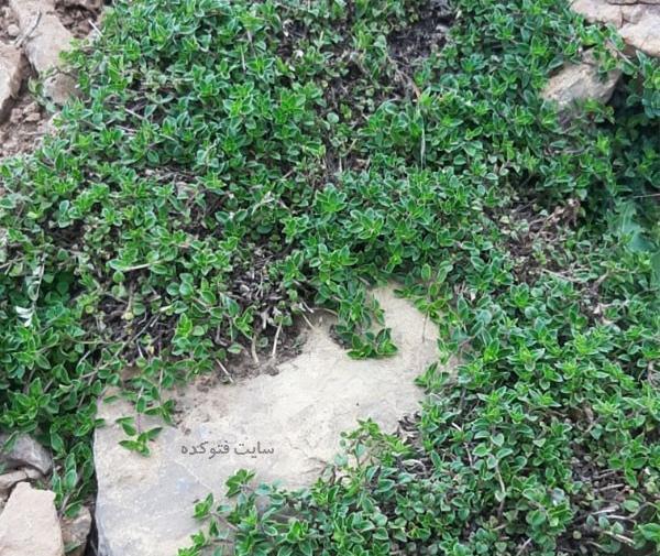 عکس نوشته آویشن