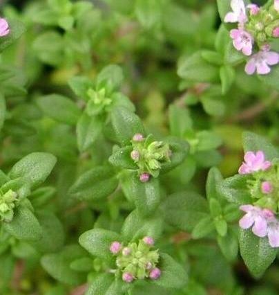 عکس نوشته آویشن