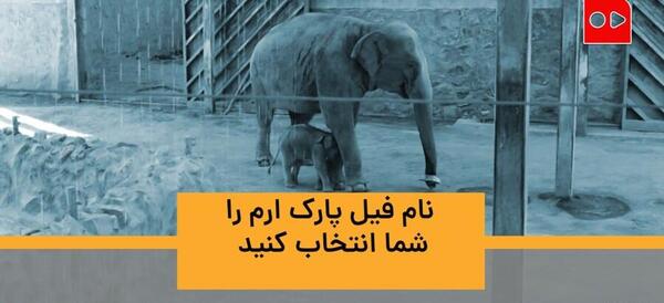 عکس فیل پارک ارم