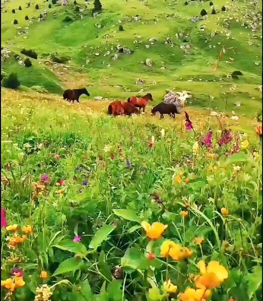 عکس از طبیعت سردشت دزفول