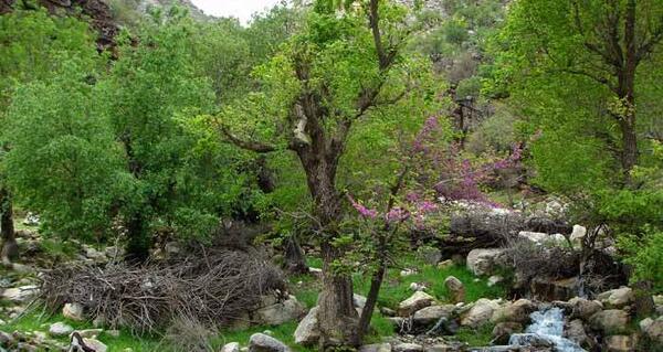 عکس از طبیعت سردشت دزفول