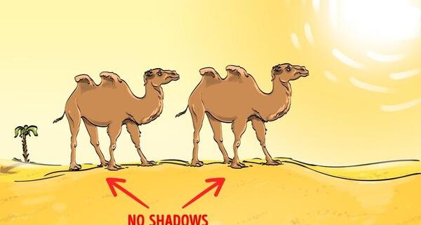 عکس شتر پیدا کنید