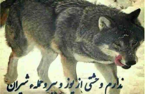 عکسهای گرگ صفت