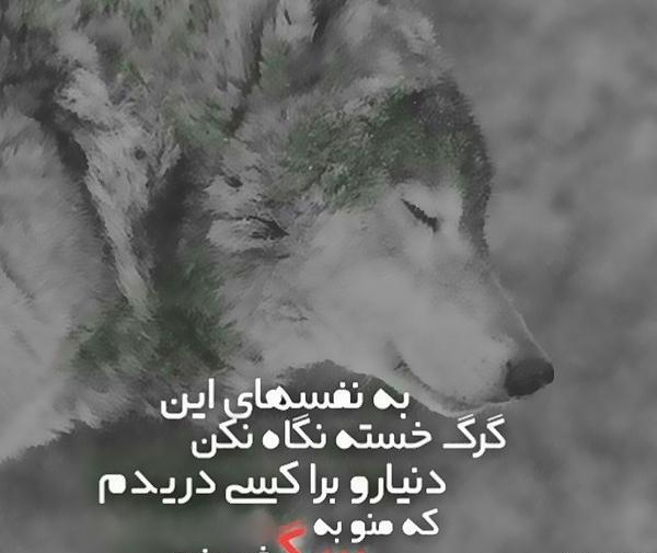 عکسهای گرگ صفت