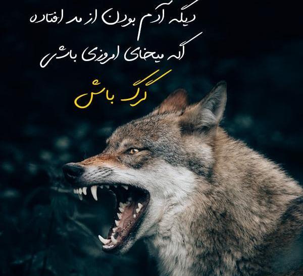 عکسهای گرگ صفت