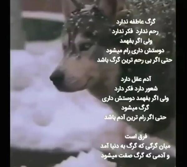 عکسهای گرگ صفت