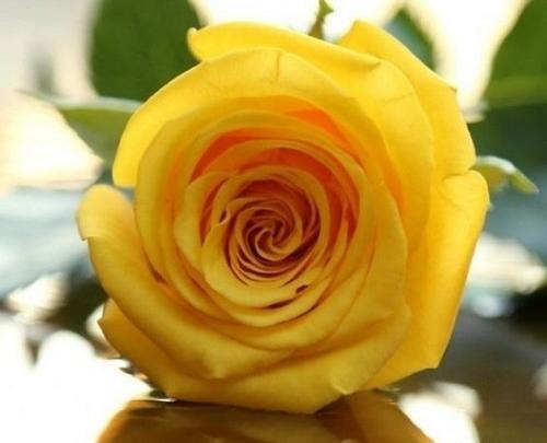 ذخیره عکس گل رز