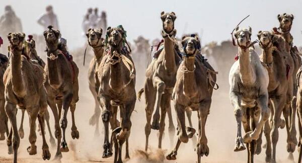 عکس شتر ورزشکار