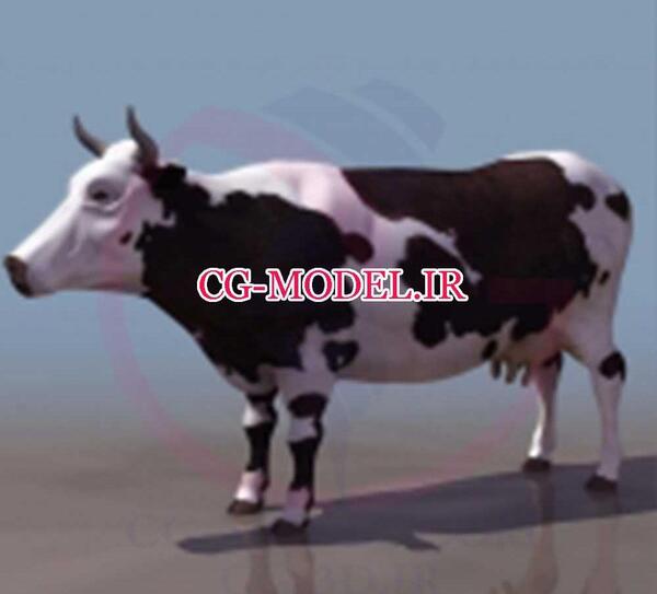 عکس سه بعدی گاو