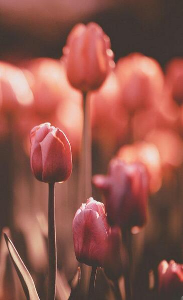 عکس گل لاله برای تصویر زمینه