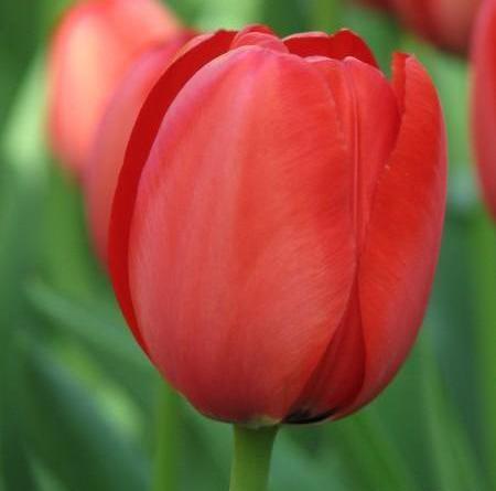 عکس گل لاله برای تصویر زمینه