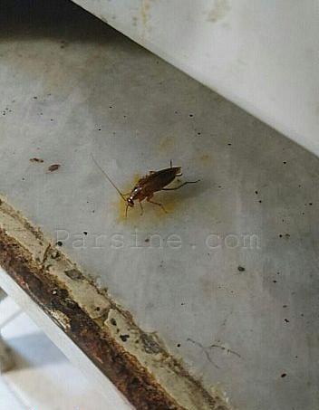 عکس شاه سوسک