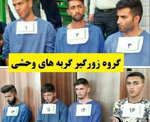 عکس امیر گربه