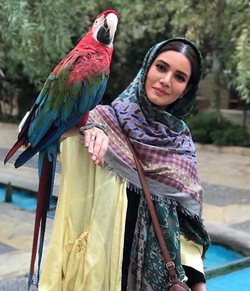 عکس یک طوطی زیبا