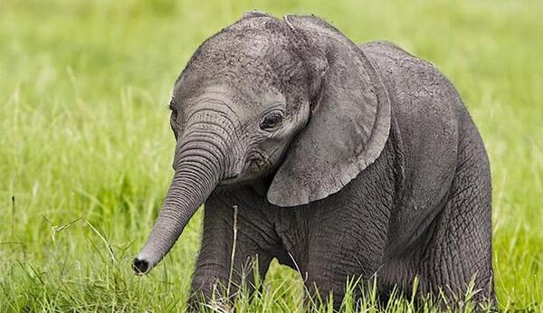 عکس فیل برای پروفایل