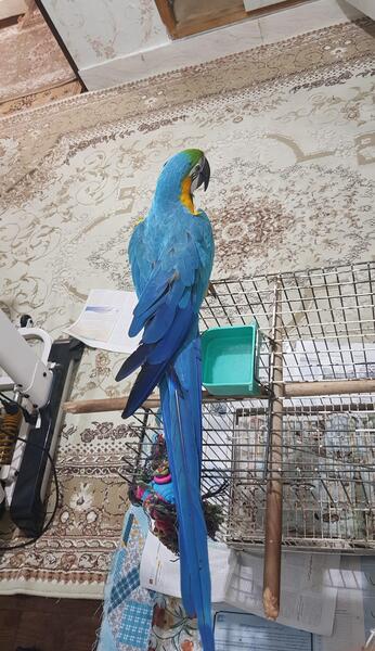 عکس طوطی آرا