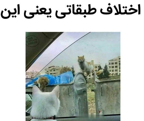 عکس های خنده دار حیوانات با نوشته