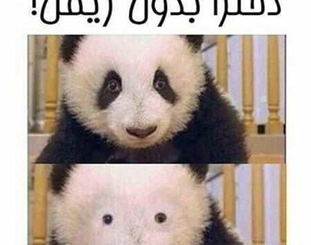 عکس های خنده دار حیوانات با نوشته