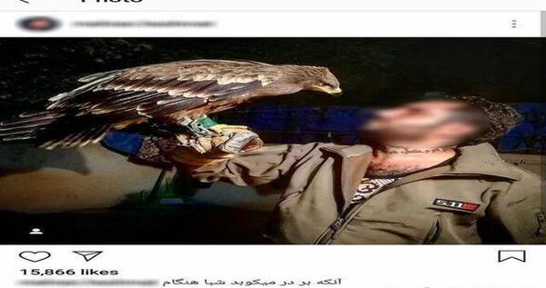 عکس عقاب خانگی