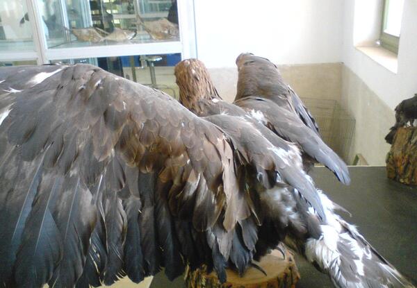 عکس عقاب خانگی