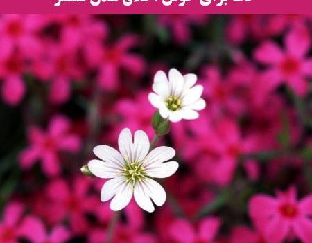 عکس شوهر بد